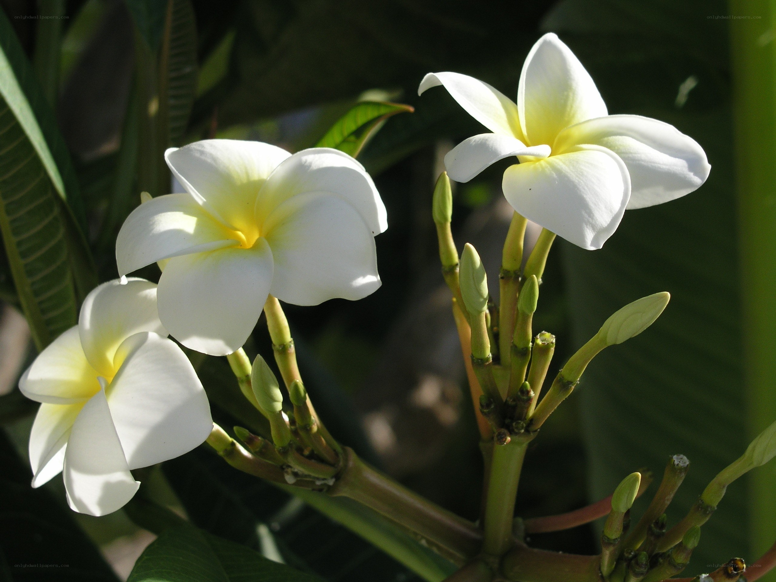white frangipani flowers