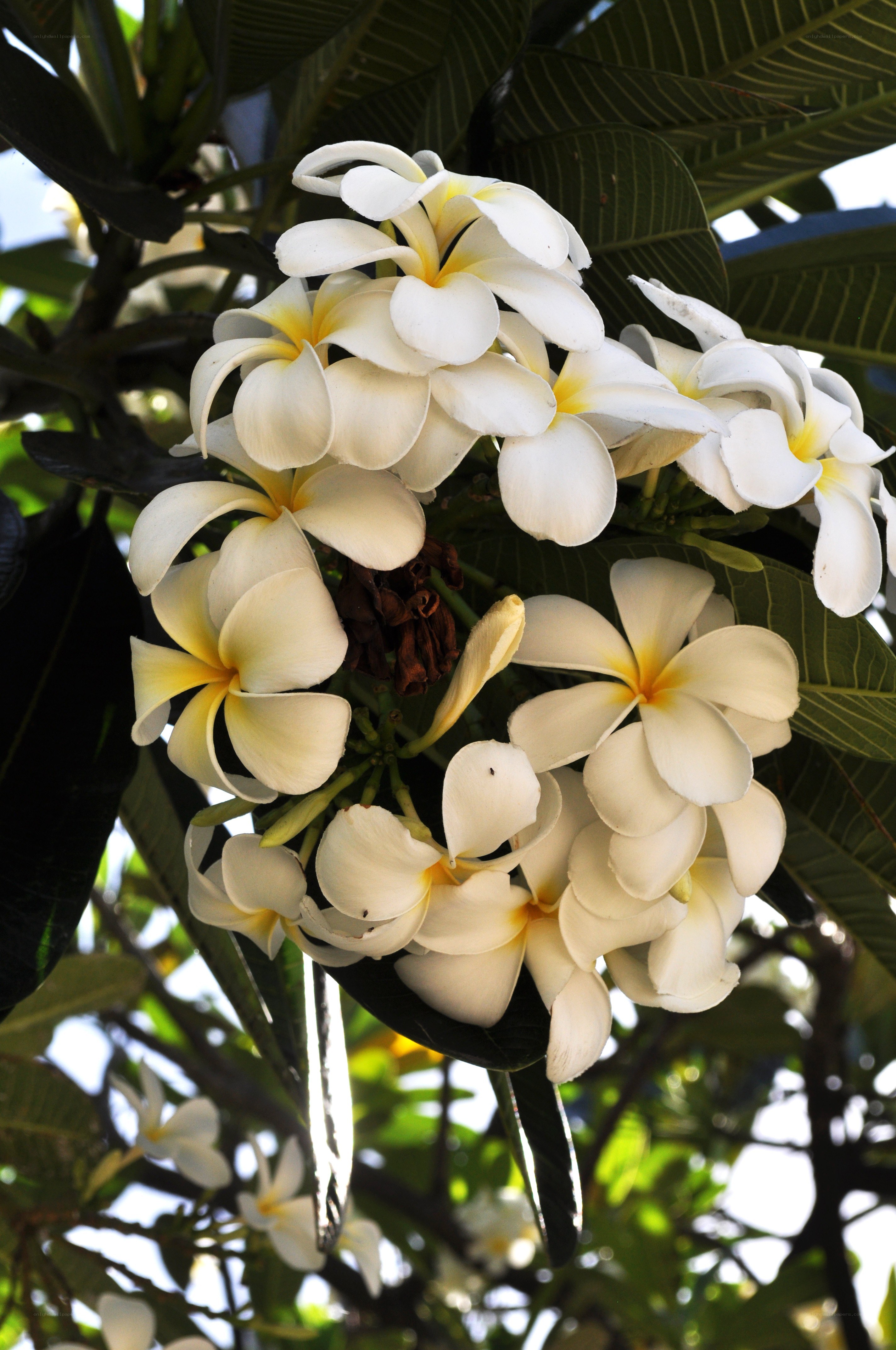 white frangipani flowers