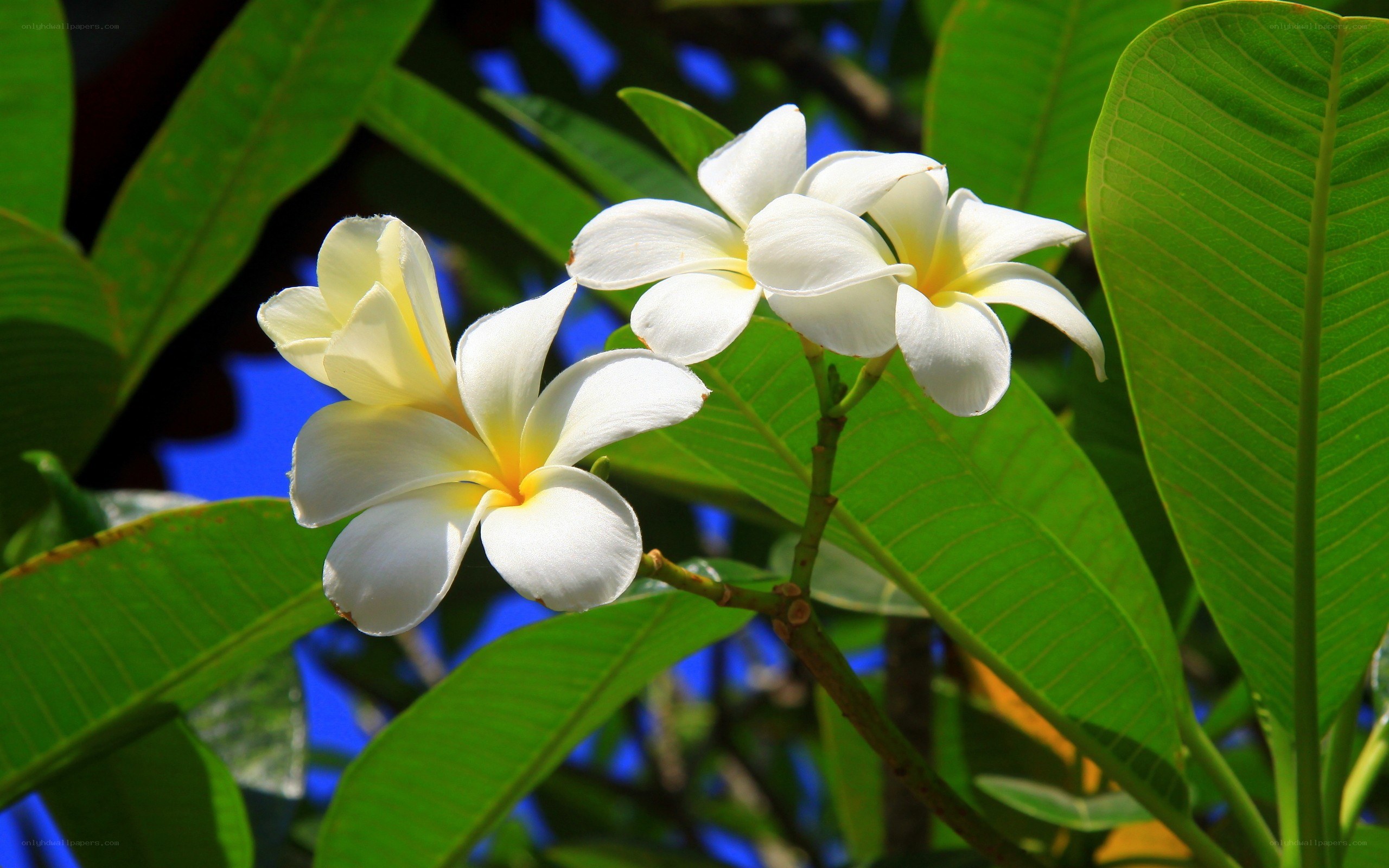 white frangipani flowers