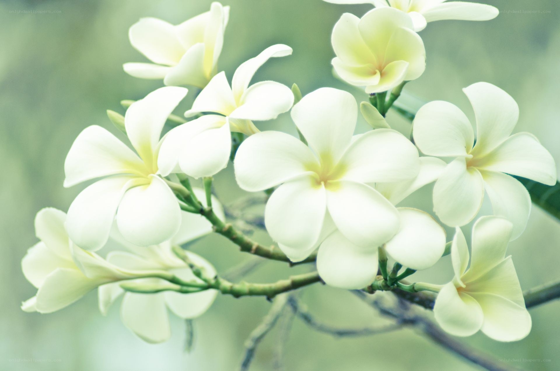 white frangipani flowers