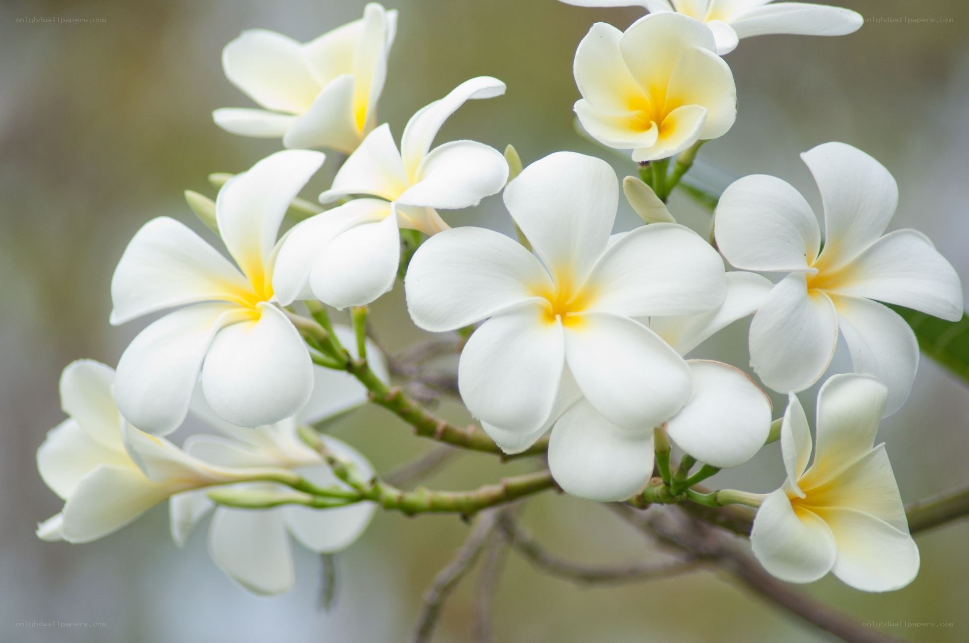 white frangipani flowers