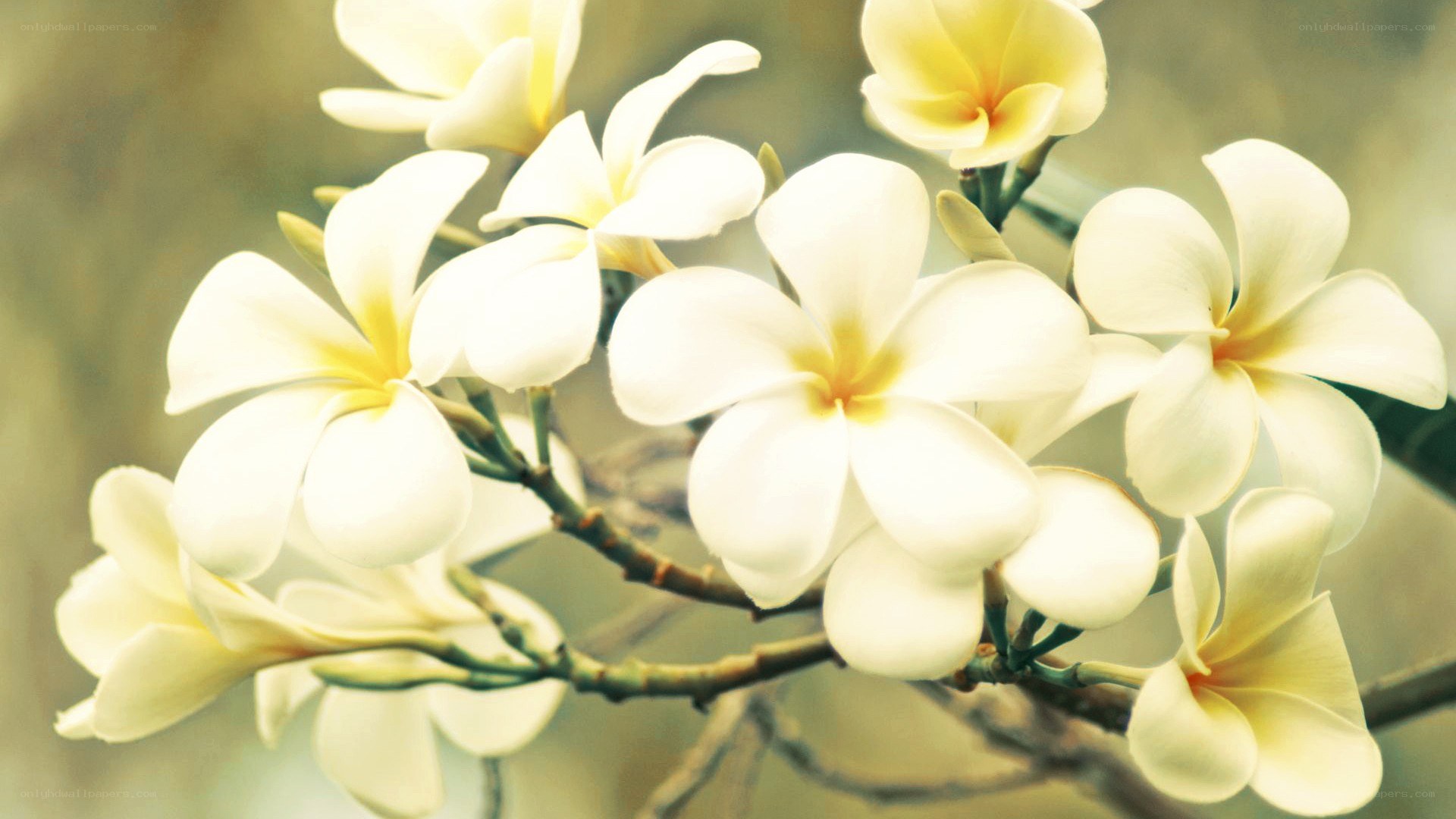 white frangipani flowers