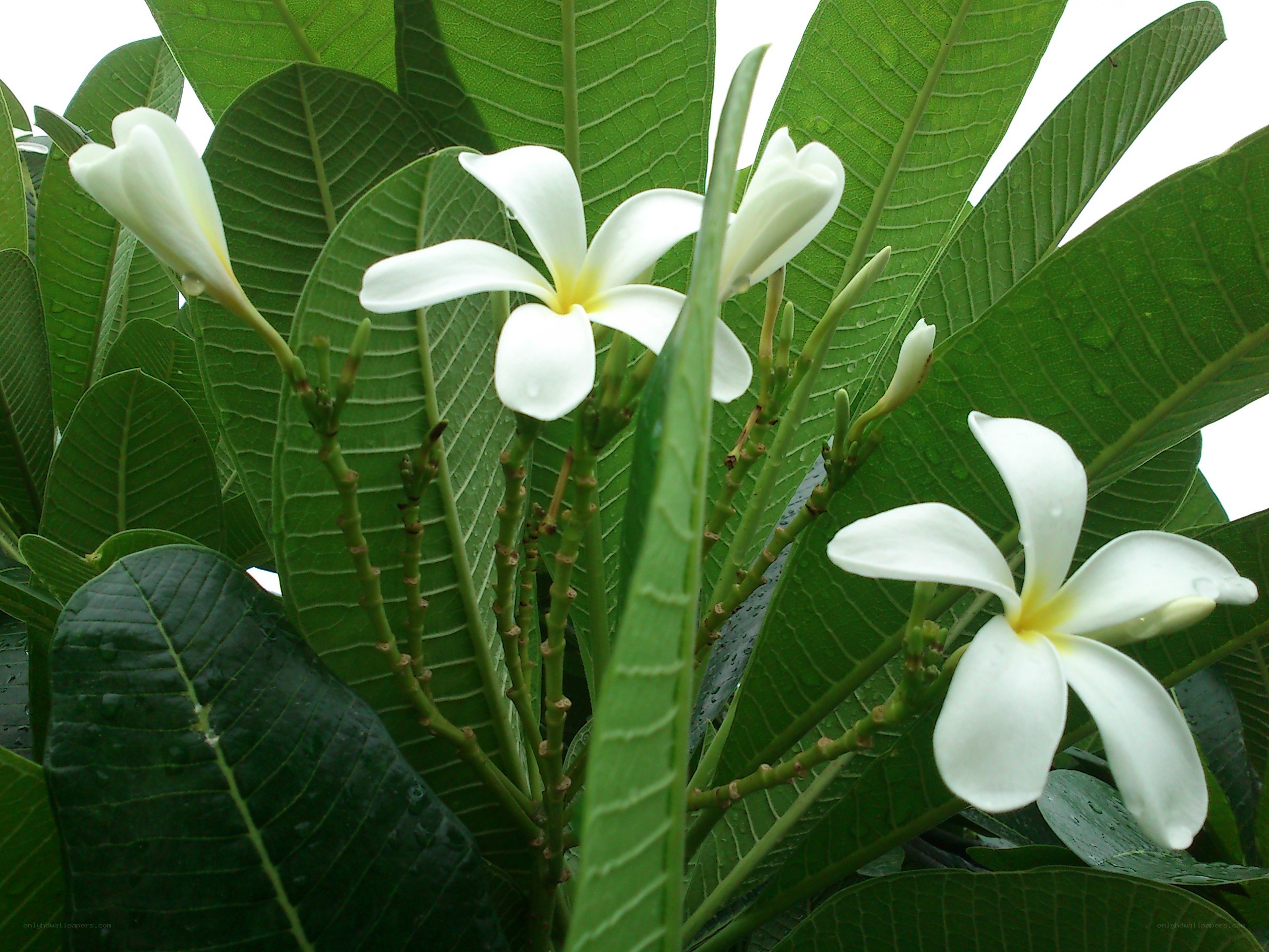 white frangipani flowers