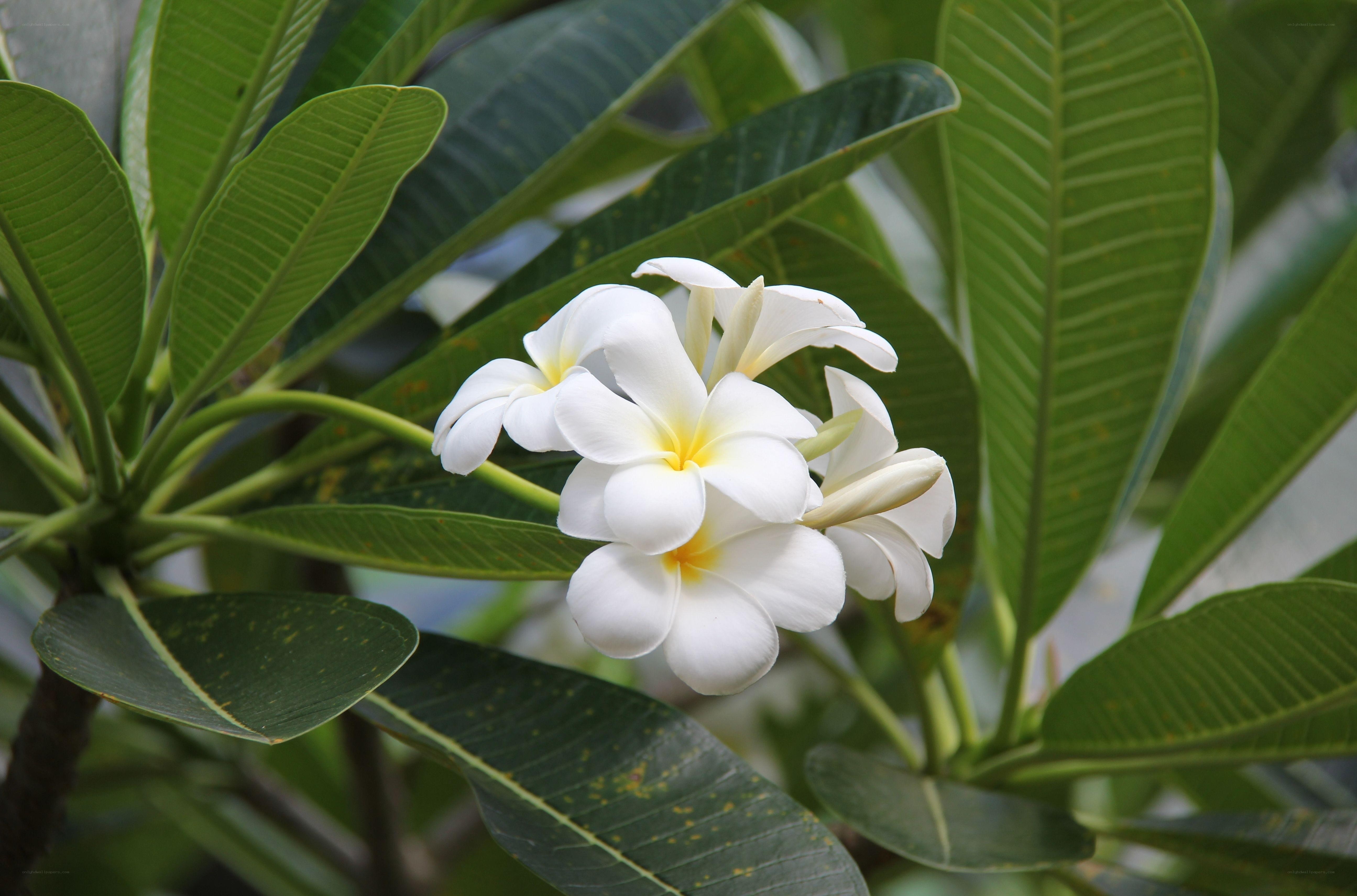 white frangipani flowers