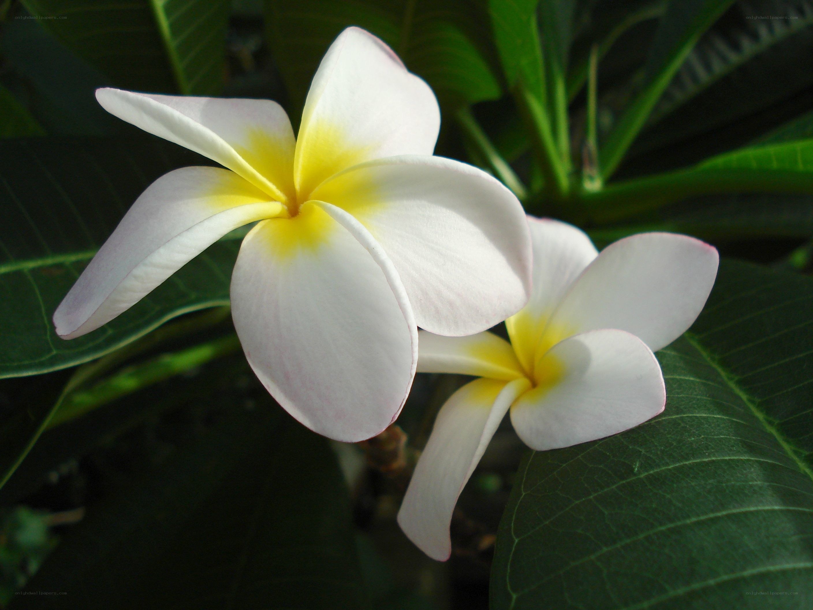 white frangipani flowers