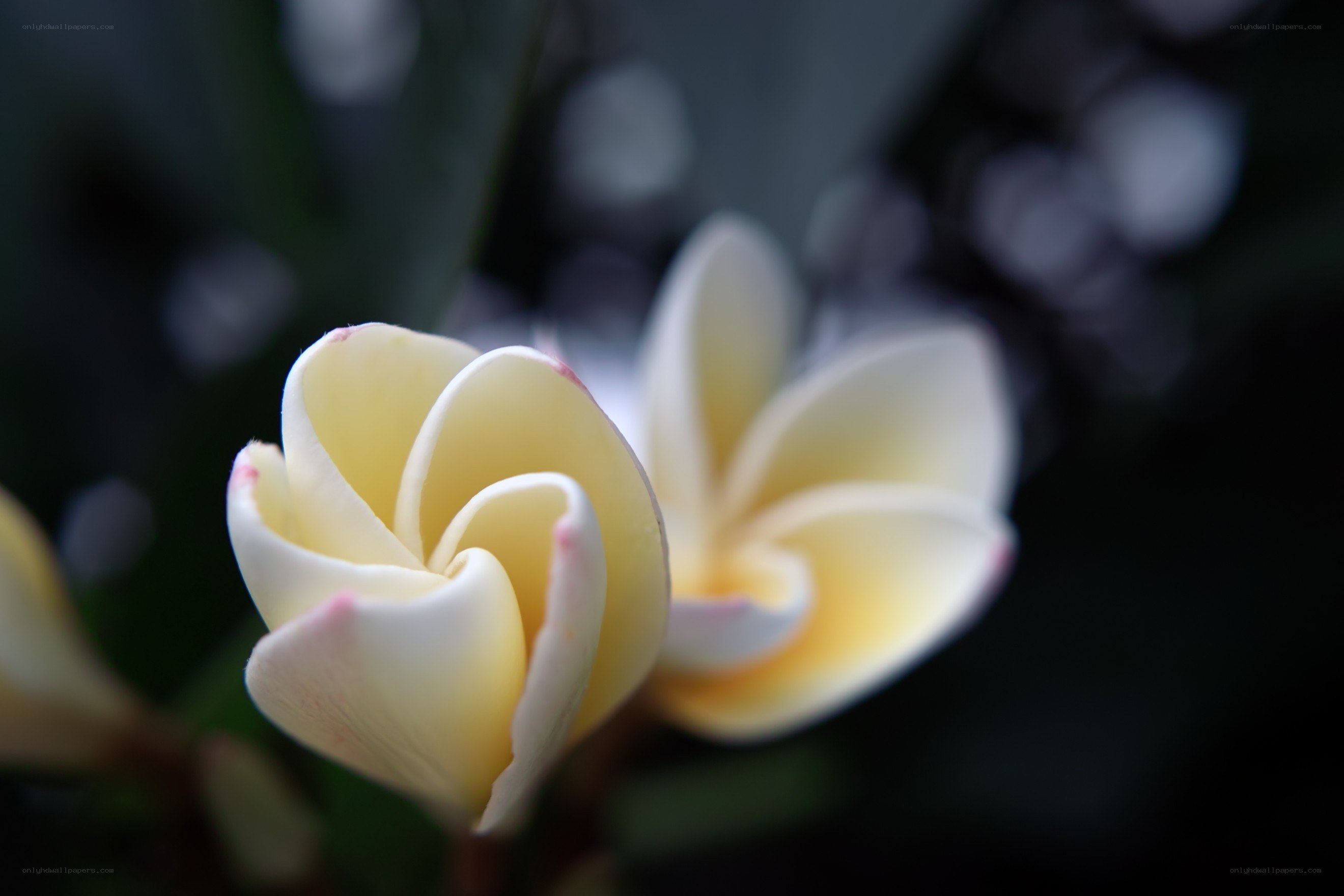 White frangipani flowers