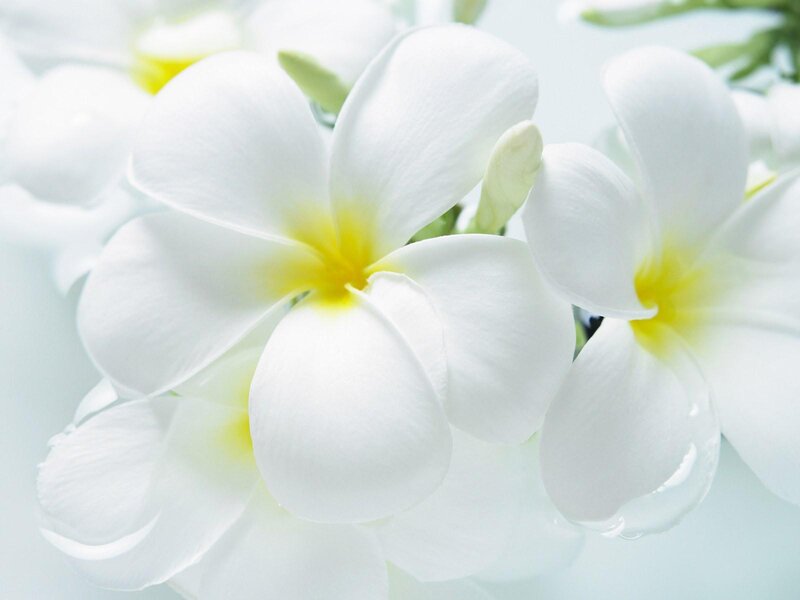 White frangipani flowers