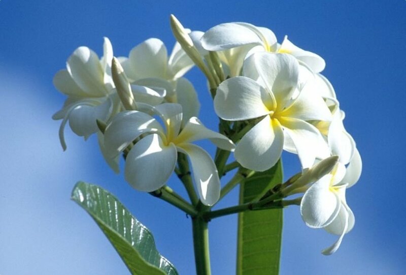 White frangipani flowers