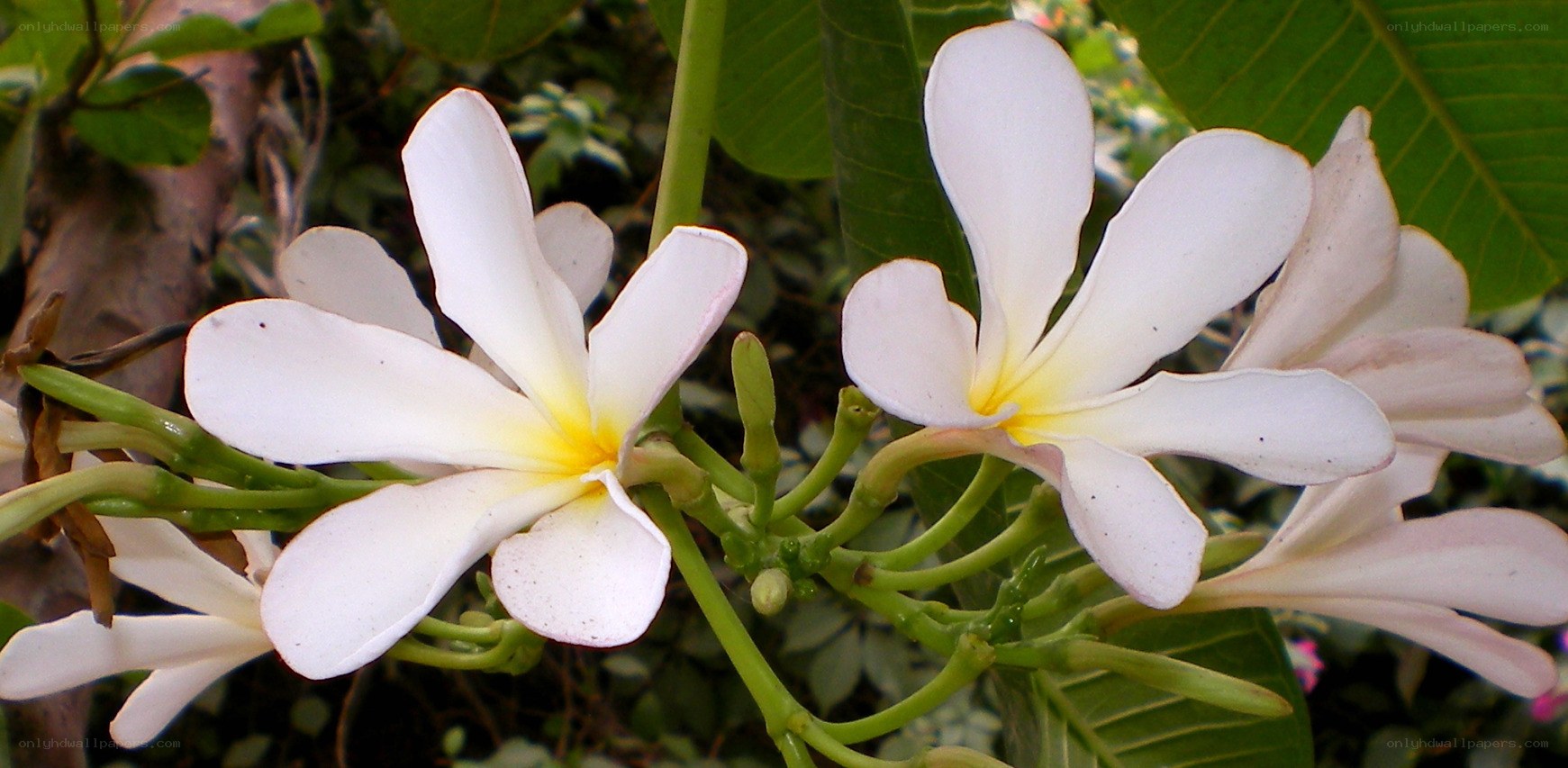 white frangipani flowers
