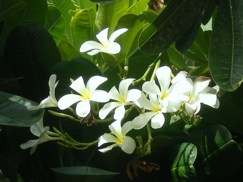 white frangipani flowers