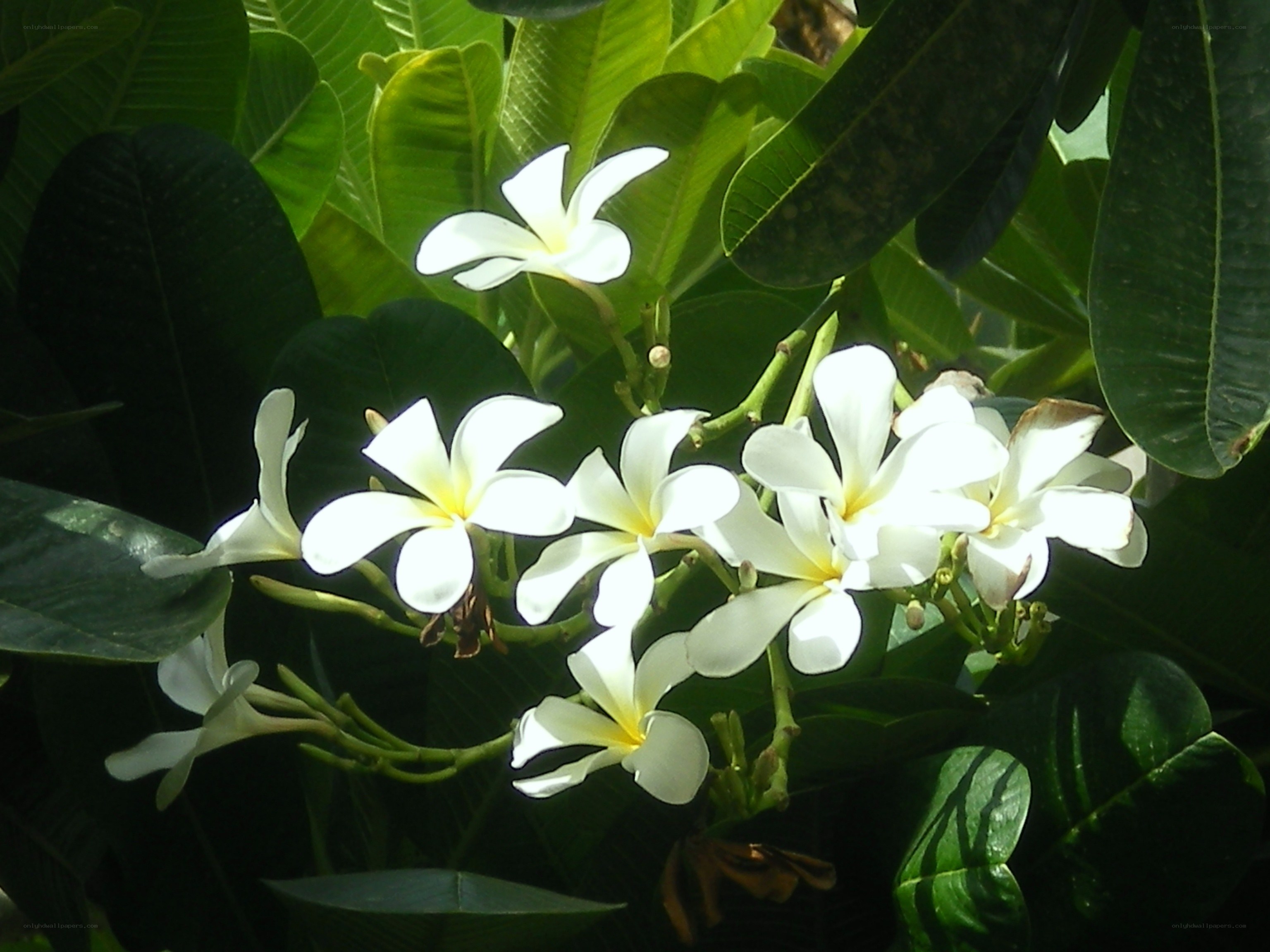 white frangipani flowers