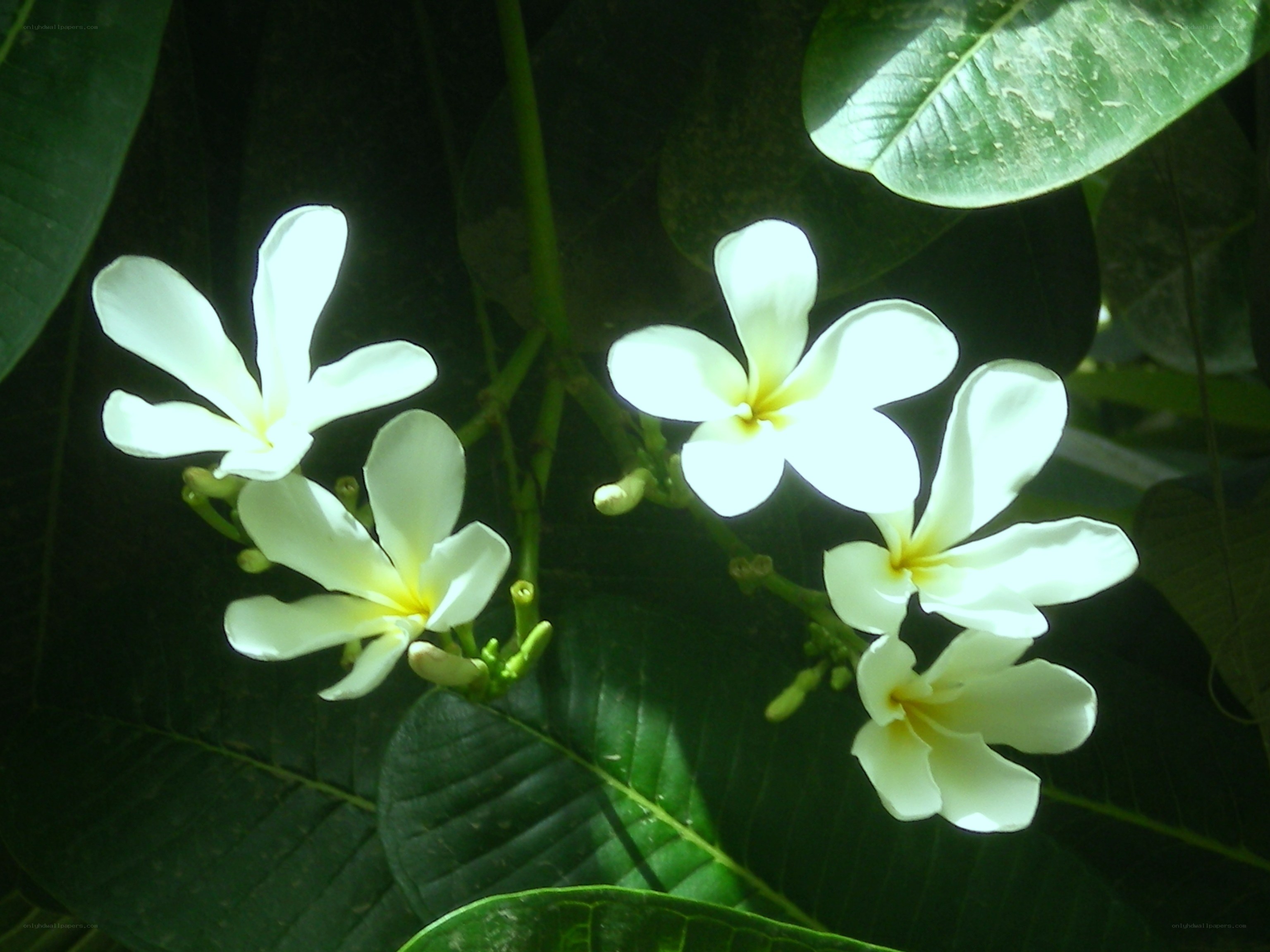 white frangipani flowers