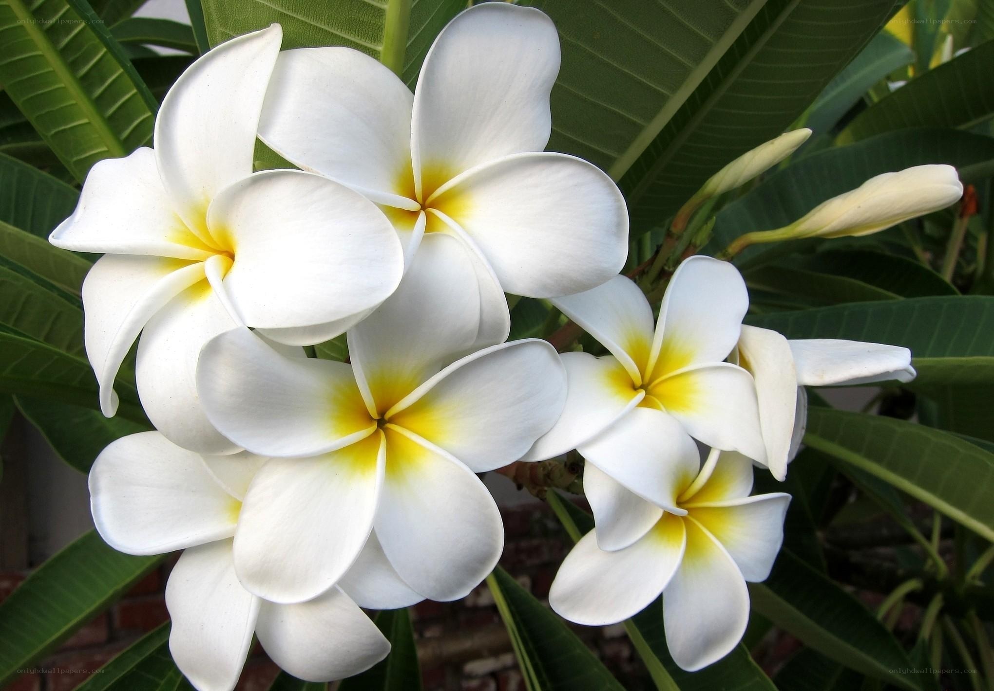 White frangipani flowers