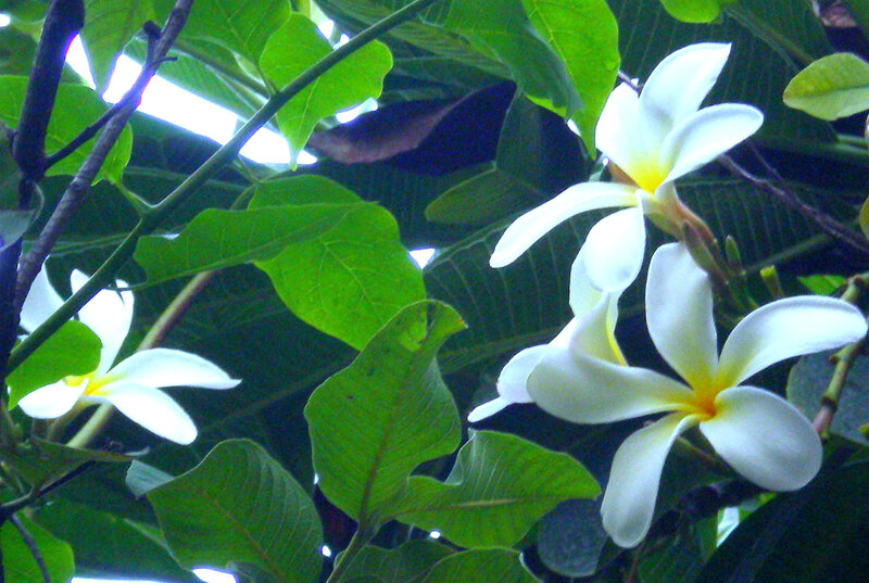 white frangipani flowers