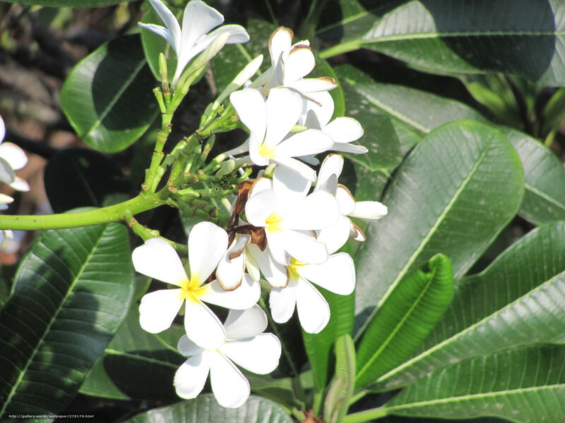 White frangipani flowers