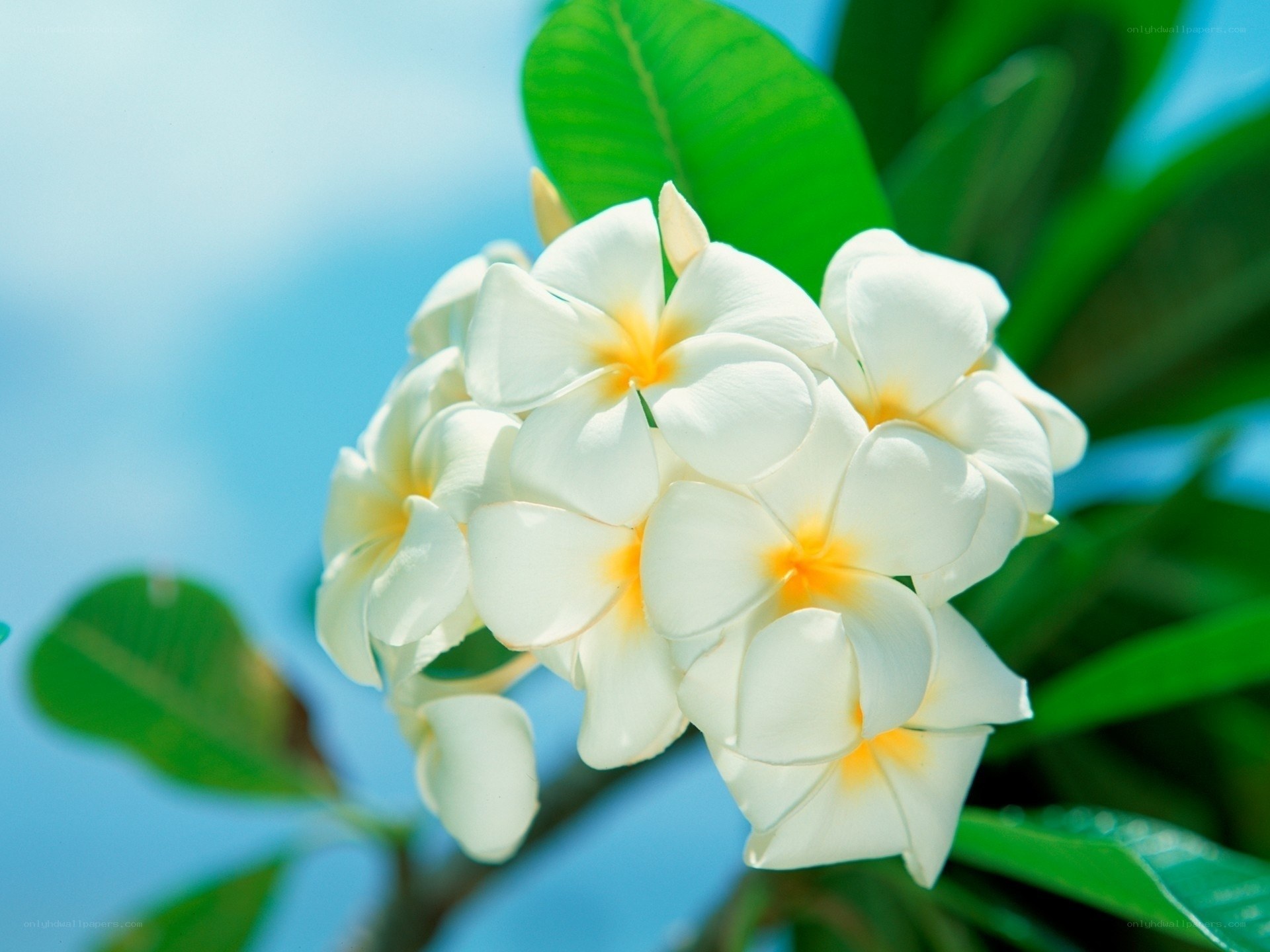 White frangipani flowers