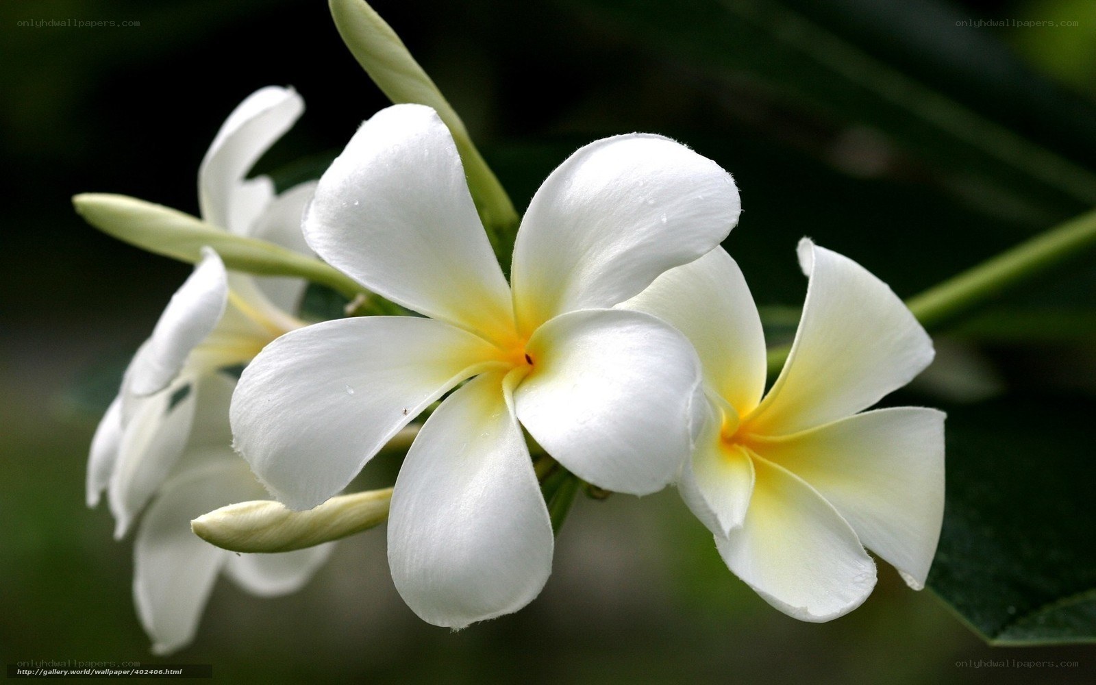 White frangipani flowers