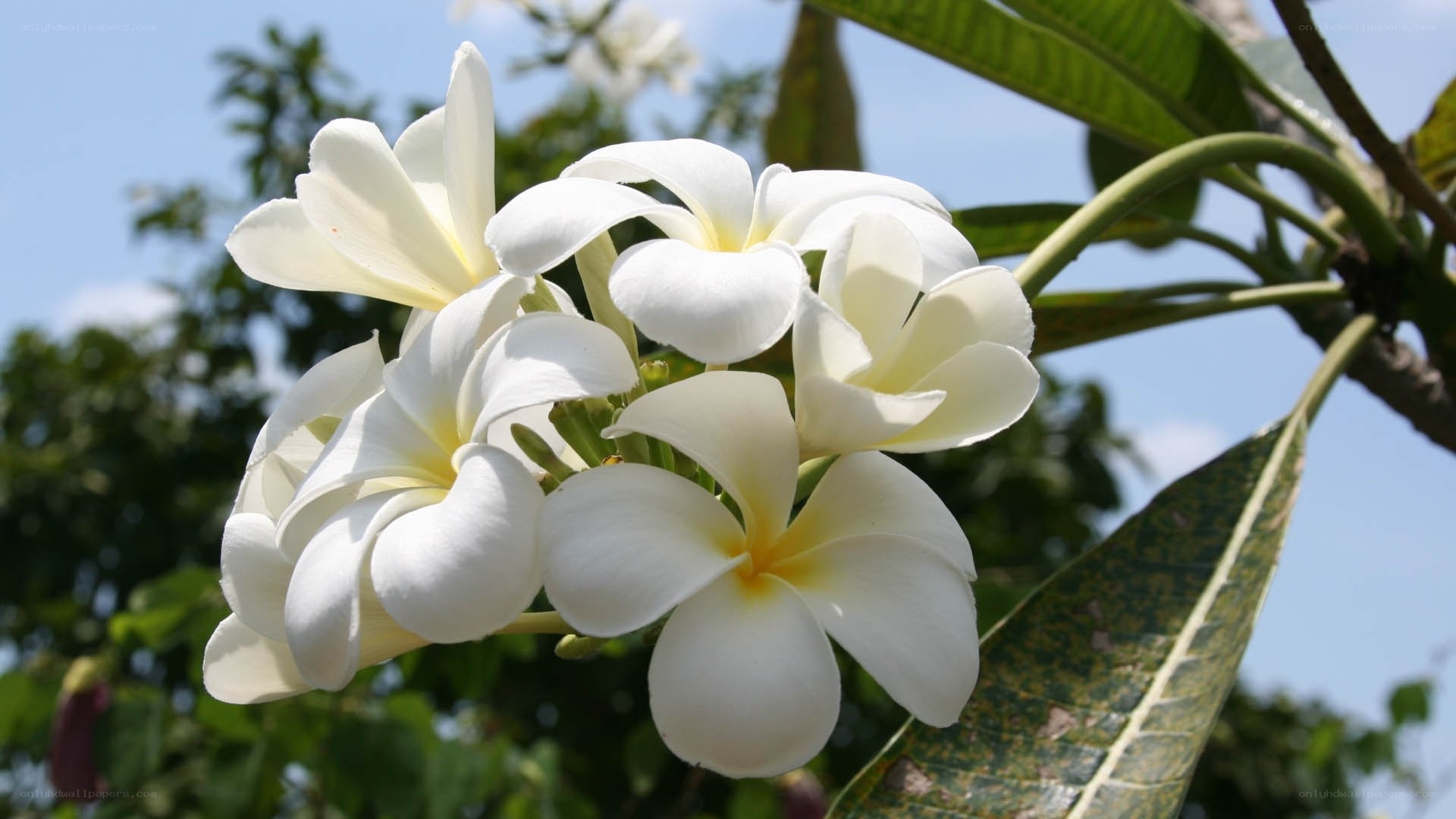 white frangipani flowers