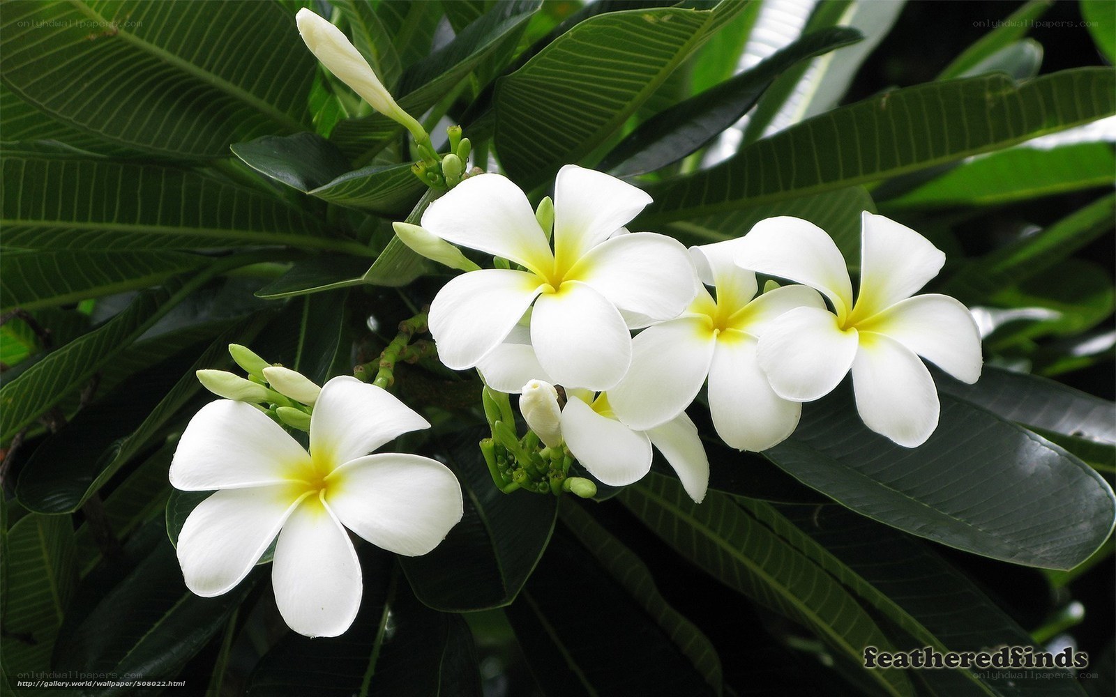 white frangipani flowers