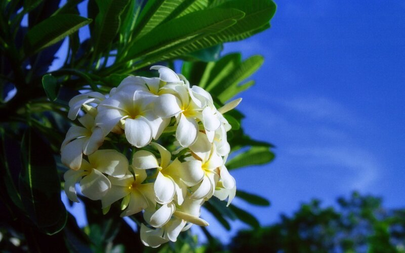 White frangipani flowers against blue sky