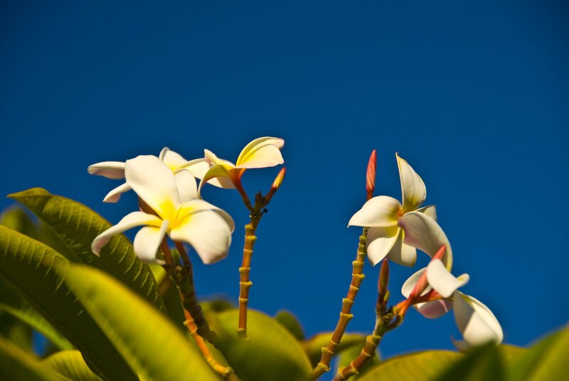 White Frangipani Flowers — Blue, Serene, Afternoon