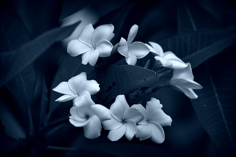 White Frangipani Flowers — Blue, Serene, Photograph