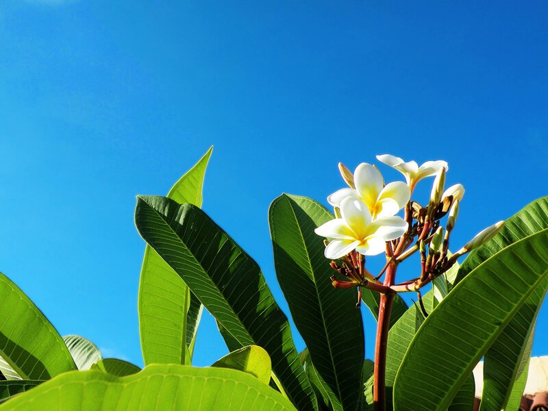 White Frangipani Flowers — Blue, Serene