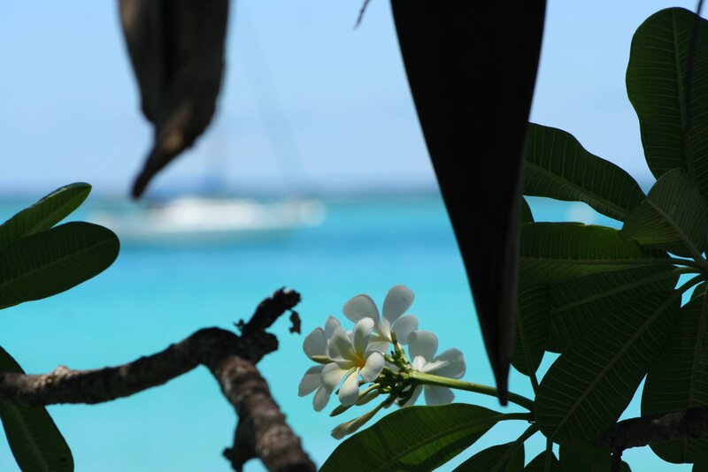 White Frangipani Flowers — Blue