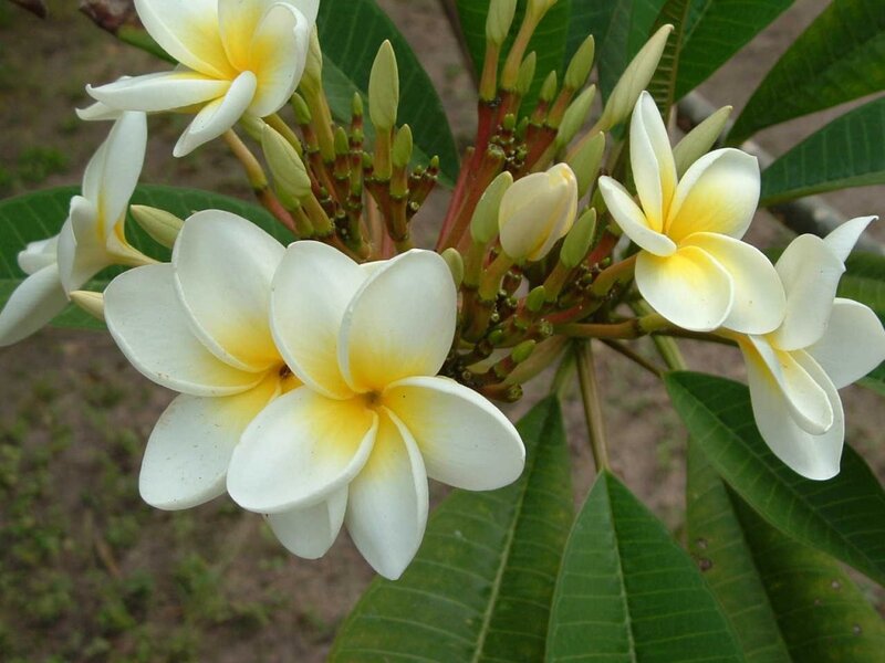 White Frangipani Flowers — Calm, Afternoon, Photograph, Buds