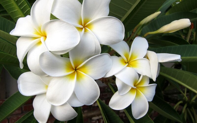 White Frangipani Flowers — Calm, Afternoon, Photograph, Leaves