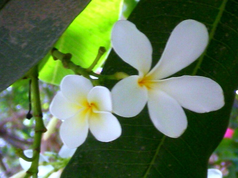White Frangipani Flowers — Calm, Afternoon