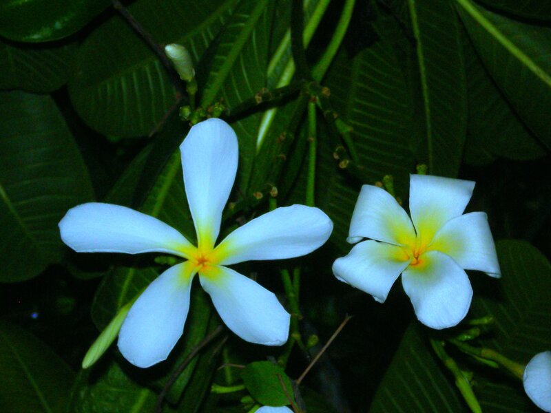 White Frangipani Flowers — Calm, Night, Photograph
