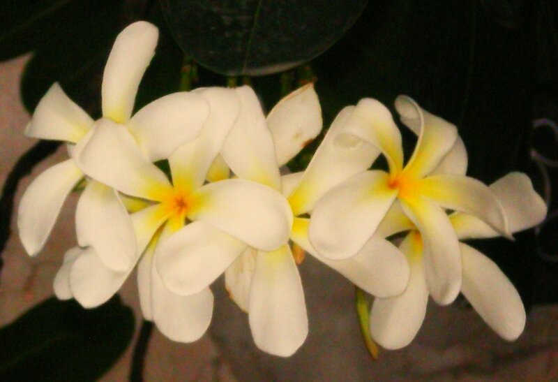 White Frangipani Flowers — Calm, Night