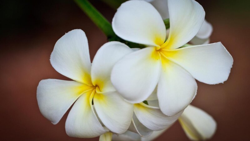 White Frangipani Flowers — Calm, Photograph, Flower, Petal