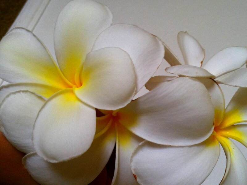 White Frangipani Flowers — Calm, Photograph, Flower