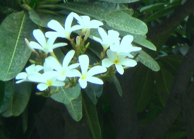 White Frangipani Flowers — Calm, Photograph, Green Leaves