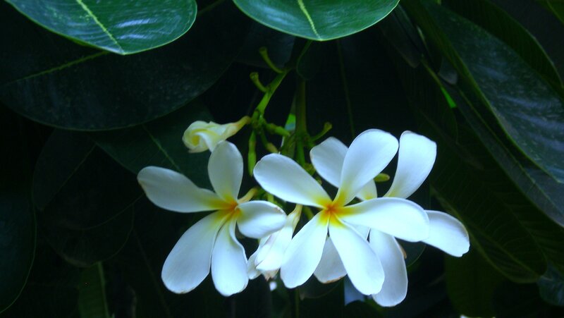 White Frangipani Flowers — Calm, Photograph, Leaves, Buds