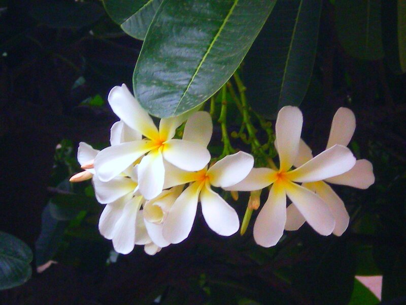 White Frangipani Flowers — Calm, Photograph