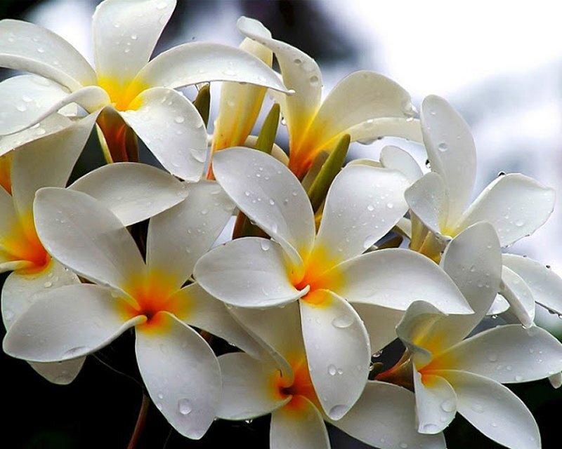 White Frangipani Flowers — Calm, Photograph, Water Droplets