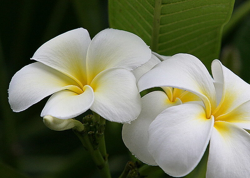White Frangipani Flowers — Calm