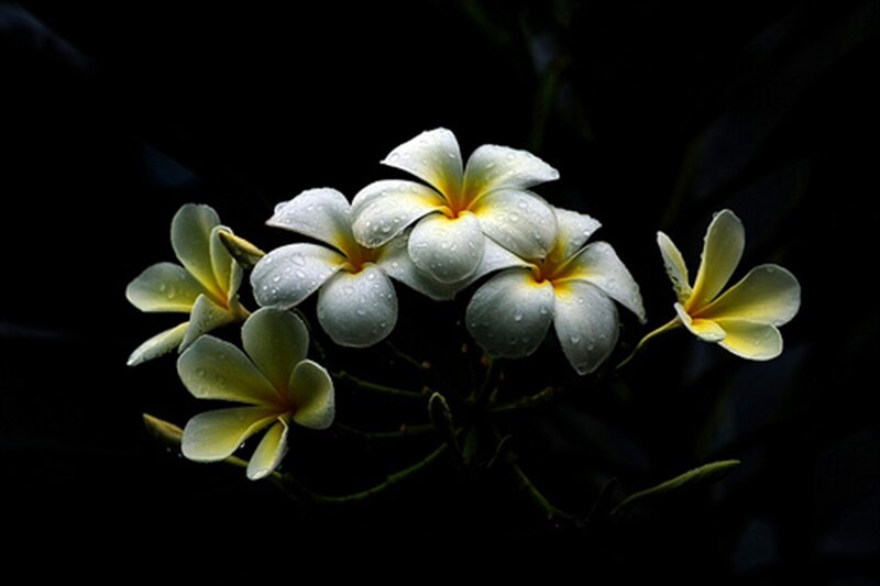 White Frangipani Flowers — Dramatic, Photograph