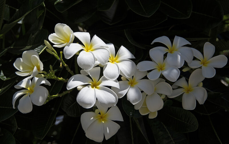 White Frangipani Flowers — Dramatic