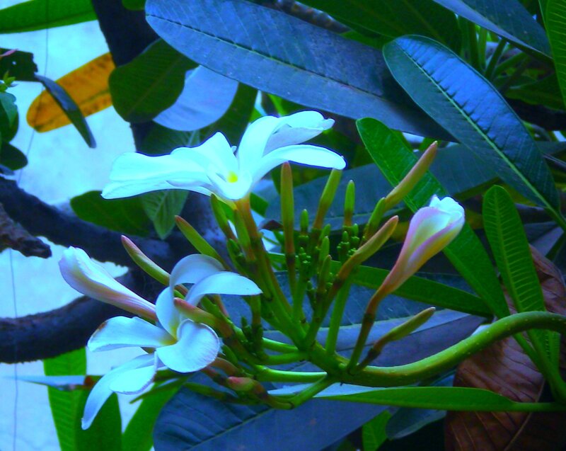 White Frangipani Flowers — Green