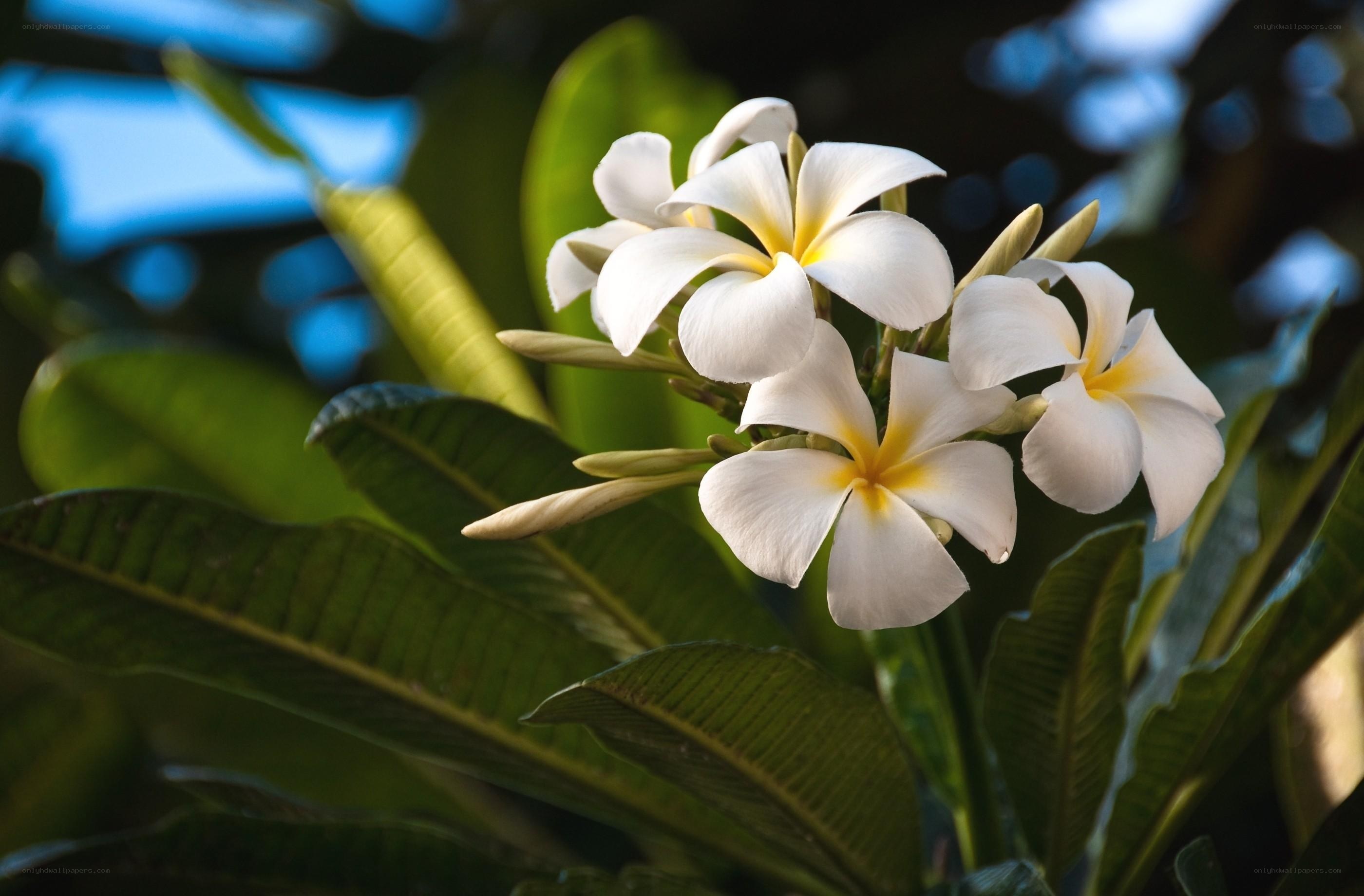 White frangipani flowers in bloom