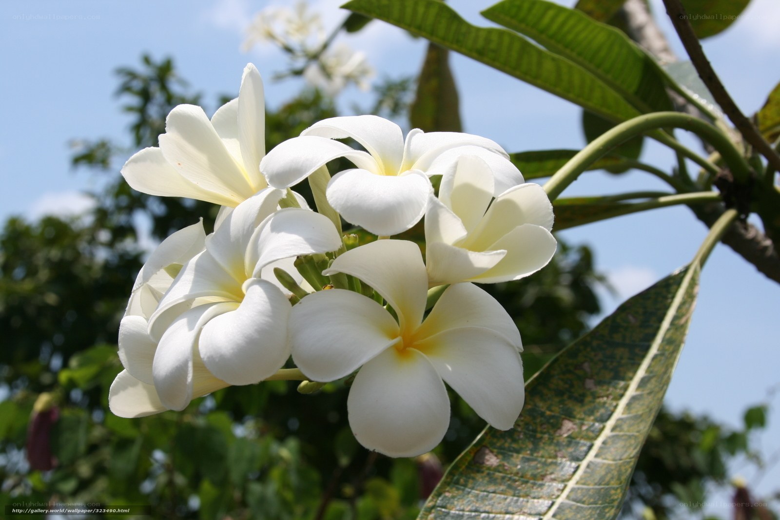White frangipani flowers in bloom