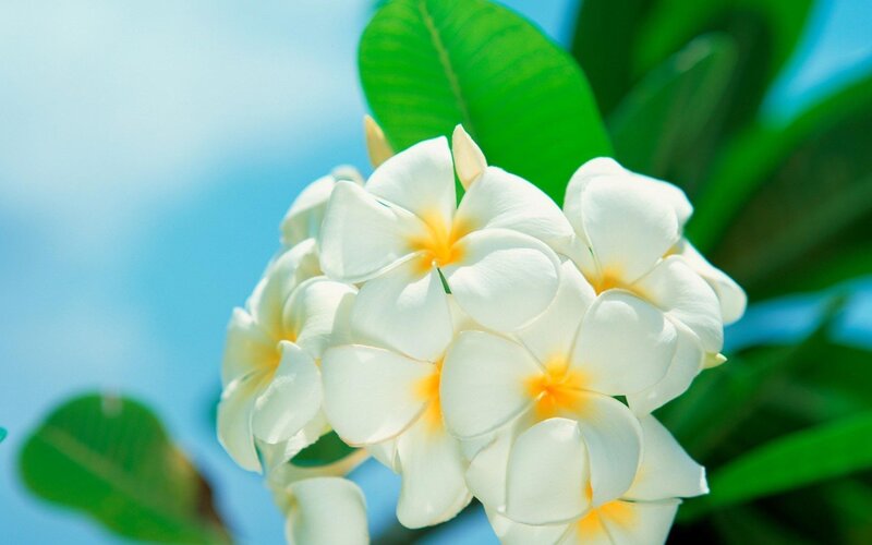 White frangipani flowers in bloom
