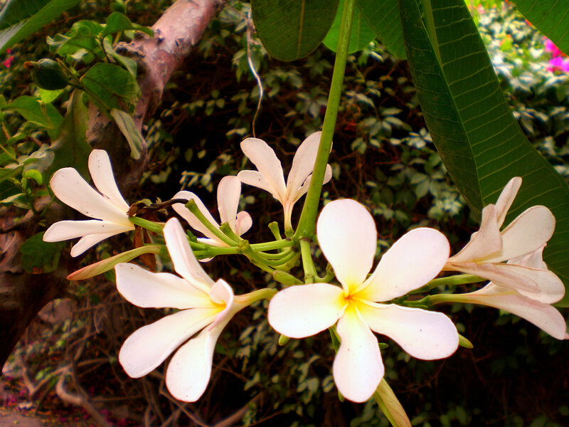 White frangipani flowers in bloom