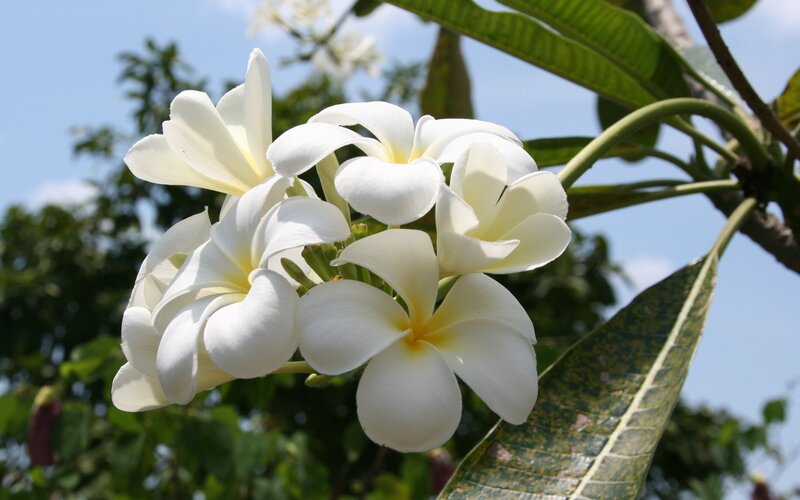 white frangipani flowers in bloom