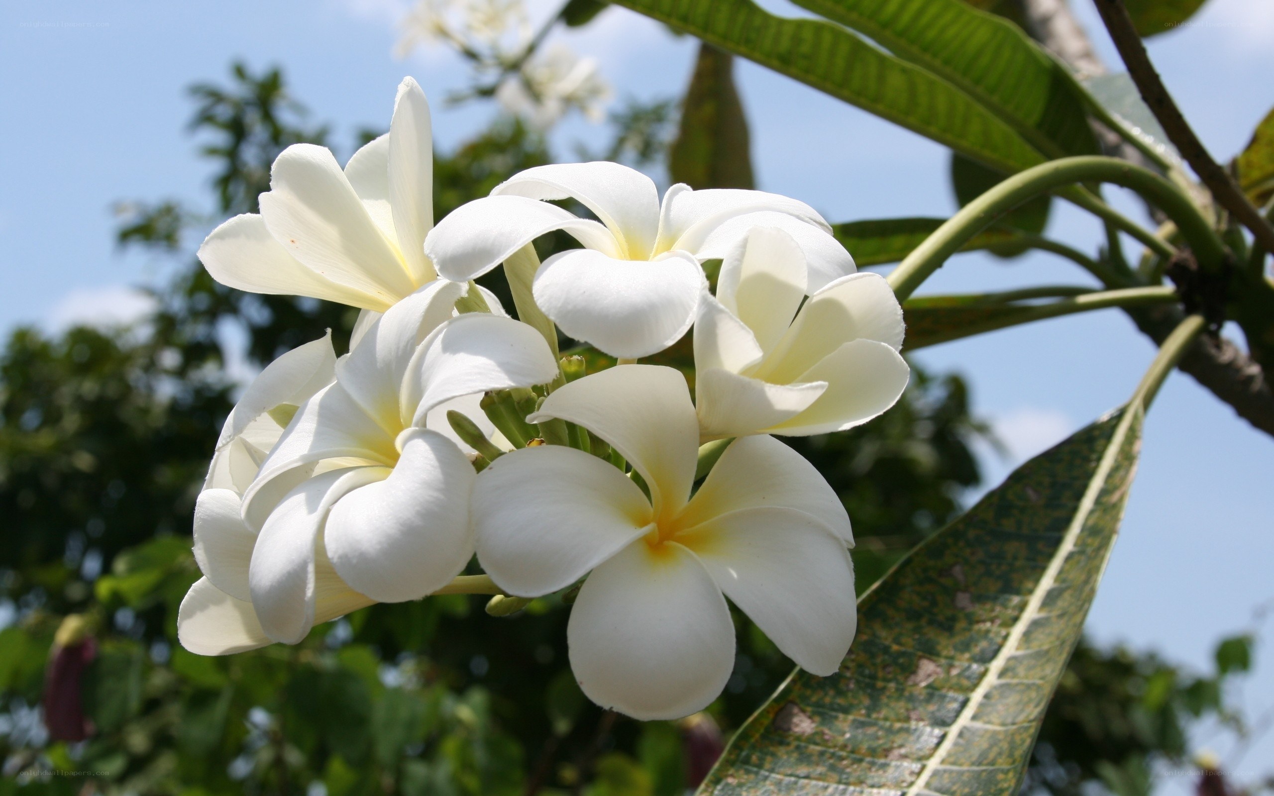 white frangipani flowers in bloom