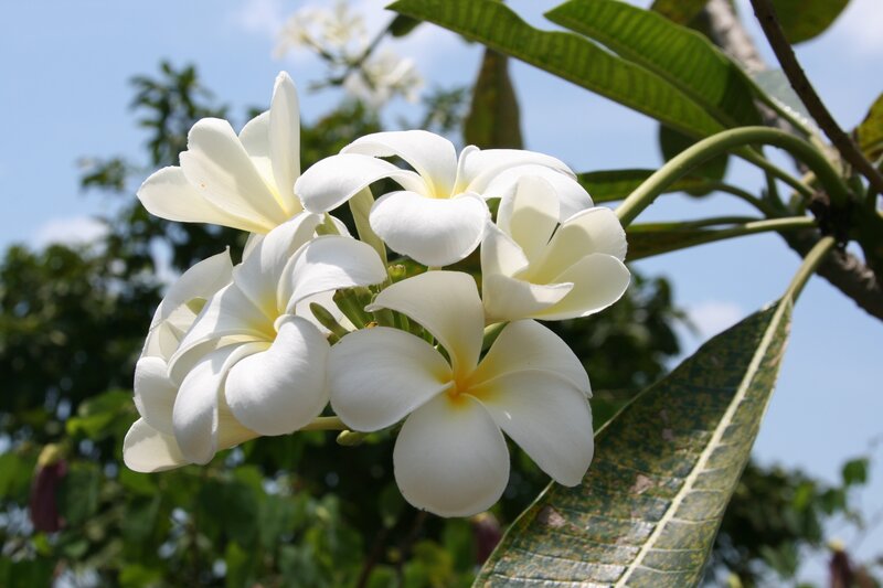 White Frangipani Flowers — Leaves